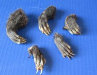 North American Opossum Feet for Crafts, Cured in Borax - 5 @ $4.50 each