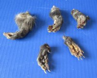 North American Opossum Feet for Crafts, Cured in Borax - 5 @ $4.50 each