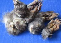 North American Opossum Feet for Crafts, Cured in Borax - 5 @ $4.50 each