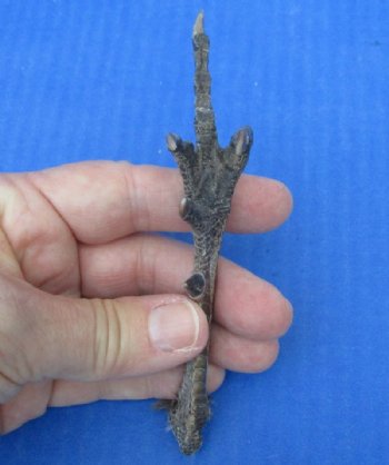 5 to 5-1/4 inch Dried, Cured Pheasant Feet "Flipping the bird" - 5 @ $3.50 each