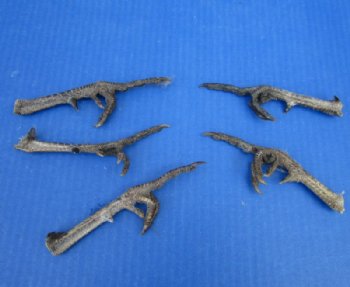 5 to 5-1/4 inch Dried, Cured Pheasant Feet "Flipping the bird" - 5 @ $3.50 each