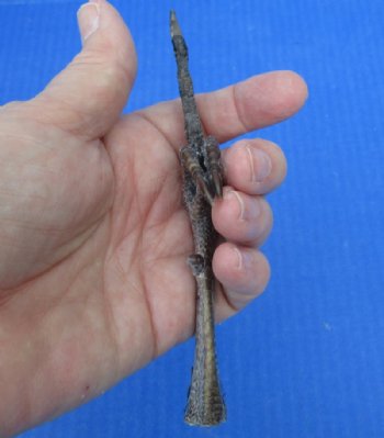 5 to 5-1/4 inch Dried, Cured Pheasant Feet "Flipping the bird" - 5 @ $3.50 each