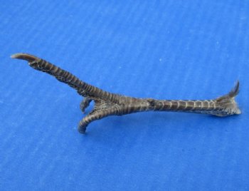 5 to 5-1/4 inch Dried, Cured Pheasant Feet "Flipping the bird" - 5 @ $3.50 each