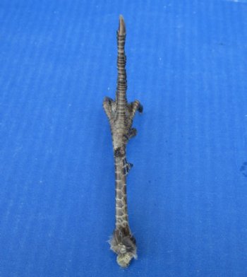5 to 5-1/4 inch Dried, Cured Pheasant Feet "Flipping the bird" - 5 @ $3.50 each