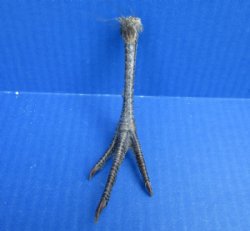 Cured Pheasant Feet, 4-1/2 to 5 inches - 5 @ $3.00 each
