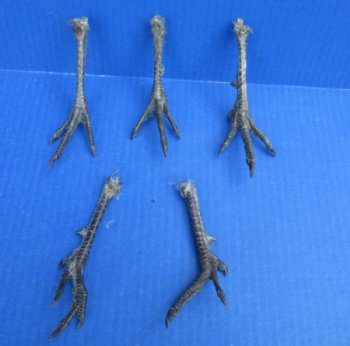 Cured Pheasant Feet, 4-1/2 to 5 inches - 5 @ $3.00 each