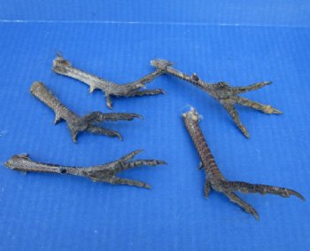Cured Pheasant Feet, 4-1/2 to 5 inches - 5 @ $3.00 each