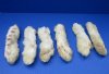 6 inches Preserved Rabbits' Back Feet, Rabbit's Foot in Bulk, Ready for Crafts - Pack of 6 @ $3.40 ; Pack of 12 @ $3.25 each; Bulk Pack of 24 @ $3.00 each