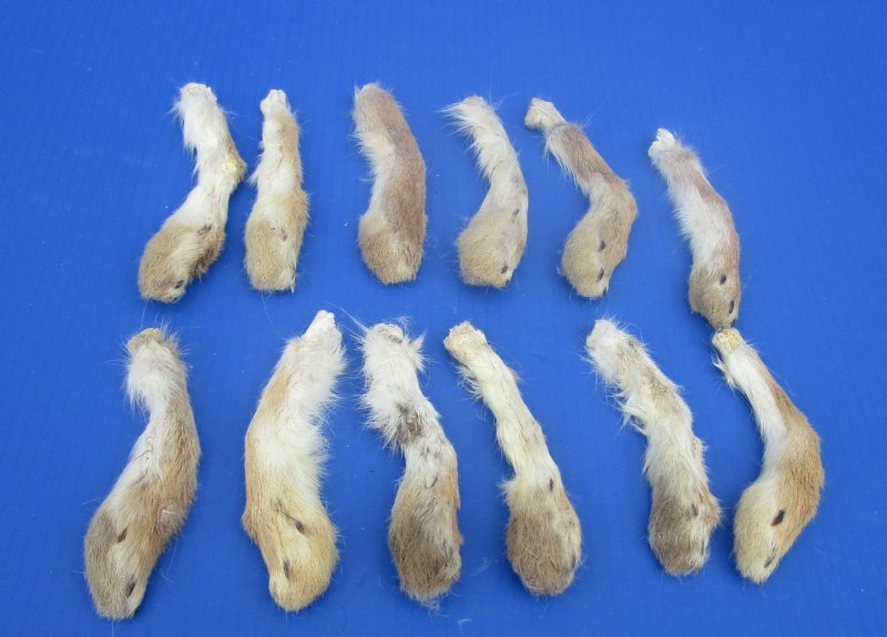 5 to 6 inches Preserved Real Rabbit Front Feet for Taxidermy Crafts in