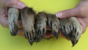 3 to 5-1/2 inches Cured Raccoon Feet, Paws for Crafts - 5 @ $4.50 each; 10 @ $3.75 each