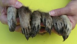 3 to 5-1/2 inches Cured Raccoon Feet, Paws for Crafts - 5 @ $4.50 each; 10 @ $3.75 each