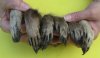 Bulk Preserved, Cured Raccoon Feet, Paws <font color=red> Wholesale</font> for Crafts - Case of 30 @ $3.00 each