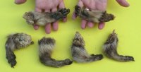3 to 5-1/2 inches Cured Raccoon Feet, Paws for Crafts - 5 @ $4.50 each; 10 @ $3.75 each