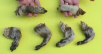 3 to 5-1/2 inches Cured Raccoon Feet, Paws for Crafts - 5 @ $4.50 each; 10 @ $3.75 each