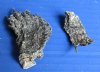 Preserved Red Eared Slider Turtle Feet for Sale Cured with Borax (Have an Odor) - Pack of 25 @ <font color=red>$1.28 each </font> (Plus $7.50 First Class Mail)