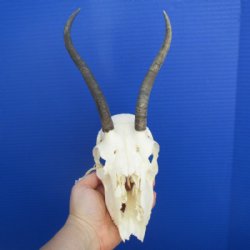 Female Springbok Skulls with Horns 4-1/2 to 7 inches long <font color=red> Grade B Wholesale</font> - 3 @  $32 each; 5 @ $29 each