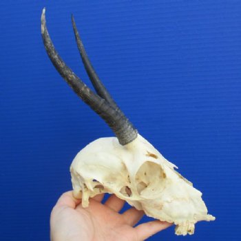 Female Springbok Skulls with Horns 4-1/2 to 7 inches long <font color=red> Grade B Wholesale</font> - 3 @  $32 each; 5 @ $29 each