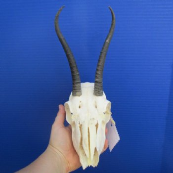 Female Springbok Skulls with Horns 4-1/2 to 7 inches long <font color=red> Grade B Wholesale</font> - 3 @  $32 each; 5 @ $29 each