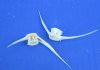 1-1/2 to 3-1/2 inches Real Fish Vertebrae Bones for Sale - Pack of 50 @ <font color=red> .50 each</font> (Plus $5.00 First Class Mail)