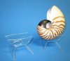 Acrylic Nautilus Display Stands 3-1/2 by 2 by 2-1/2 inches - Pack of 2 @ <font color=red>3.50 each </font> (Plus $6.50 First Class Mail)