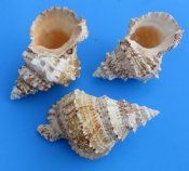 Frog Shells 