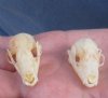 Bat Skulls 