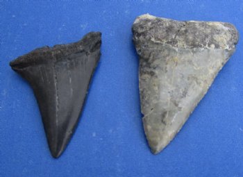 1-1/2 to 2 inches Fossil Mako Shark Tooth for Sale -<font color=red> 2 @ $12 each</font> (Plus $6 Ground Advantage Mail)