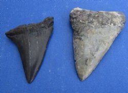 1-1/2 to 2 inches Fossil Mako Shark Tooth for Sale - 2 @ $12 each (Plus $5.00 First Class Mail)