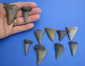 1-1/2 to 2 inches Fossil Mako Shark Teeth <font color=red> Wholesale</font> - 12 @ $8.00 each 