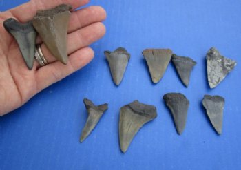 1 to 1-1/2 inches Fossil Mako Shark Teeth <font color=red> Wholesale</font> - 14 @ $6.50 each