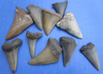 1-1/2 to 2 inches Fossil Mako Shark Teeth <font color=red> Wholesale</font> - 12 @ $8.00 each 