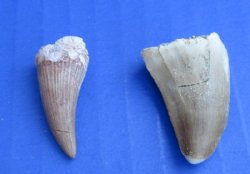 Fossil Dinosaur Mosasaur Teeth  5/8 to 1-1/4 inches - 5 @ <font color=red> $4.65 each</font> Plus $5.00 1st Class Mail