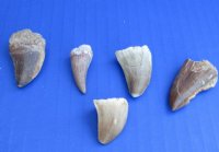 Fossil Dinosaur Mosasaur Teeth  5/8 to 1-1/4 inches - 5 @ <font color=red> $4.65 each</font> (Plus $6.75 Ground Advantage Mai)