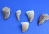 5/8 to 1-1/4 inches <font color=red>Wholesale</font> Fossil Mosasaur Teeth, Mosasaurus Dinosaur Teeth for Sale in Bulk, a Lizard Like Prehistoric Reptile - Pack of 35 @ $2.90 each