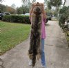 Wholesale Soft Tanned Coyote Pelts, Hides, Skins for Sale - Pack of 1 @ $90.00 each; Case of 3 @ $80.00 each