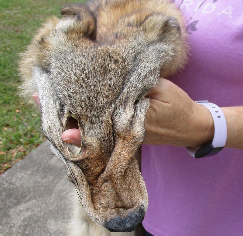 Wholesale Soft Tanned Coyote Pelts, Hides, Skins for Sale 80 each