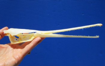 Garfish Skulls, Garfish Skull