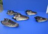 10 to 11 inches  Preserved Florida Alligator Heads for Sale with Eyes and Mouth Closed - Pack of 1 @ $15.99 each; Pack of 3 @ $12.80 each