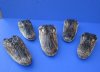 7 to 9-3/4 inches Preserved Alligator Heads with Mouth and Eyes Closed - Pack of 1 @ $11.99 each; Pack of 3 @ $9.60 each