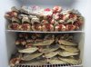 Wholesale Uncleaned, Raw Florida Alligator Heads for Sale, Shipped Frozen - Case of 20 for $100.00 ($5.00 each)