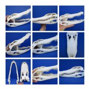 Alligator Skulls 
