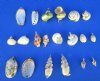 Electroplated Yellow Gold Trimmed Assorted Seashell Pedants for Sale in Bulk - Bag of 100 @..90 each