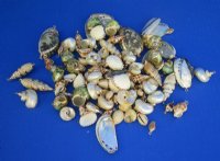 Electroplated Yellow Gold Trimmed Assorted Seashell Pedants for Sale in Bulk - Bag of 100 @ .90 each