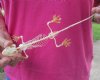 9 to 11 inches long Wholesale Real Gecko Skeletons for Sale - Case of 3 @ $58.00 each 
