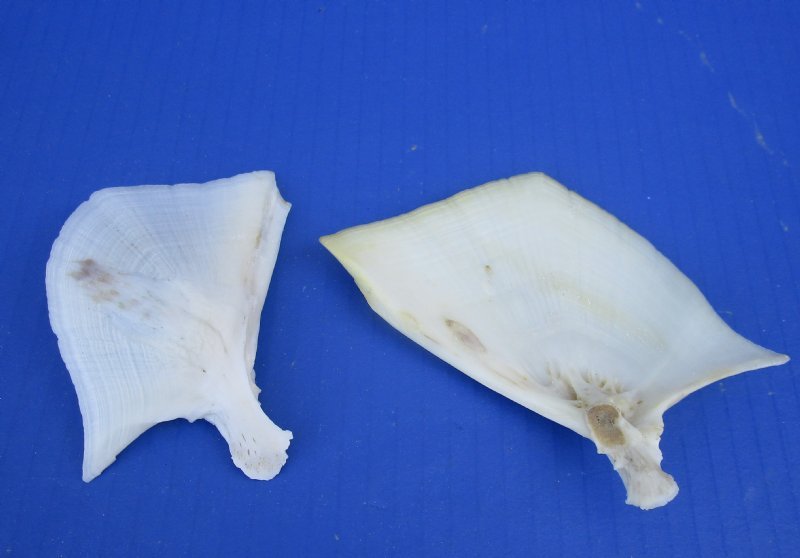 2 to 31/2 inches Real Buffalo Fish Gill Plates for Crafts (Operculum)