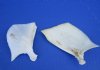 2 to 3-1/2 inches Real Buffalo Fish Gill Plates for Crafts (Operculum) - Pack of 10 @ <font color=red>$2.40 each</font> (Plus $6.50 First Class Mail)