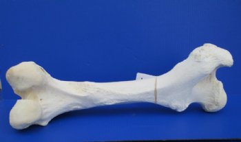 17 to 21 inches Authentic African Giraffe Femur Leg Bones <font color=red> Wholesale</font> -2 @ $55.00 each;