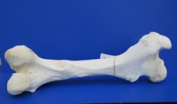 17 to 21 inches Authentic African Giraffe Femur Leg Bones <font color=red> Wholesale</font> - 4 @ $45.00 each