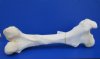 17 to 21 inches <font color=red> Wholesale</font> Authentic African Giraffe Femur Leg Bones for Sale - Case of 3 @ $40.00 each