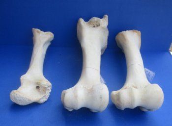 17 to 21 inches Authentic African Giraffe Femur Leg Bones <font color=red> Wholesale</font>  - 4 @ $50 each